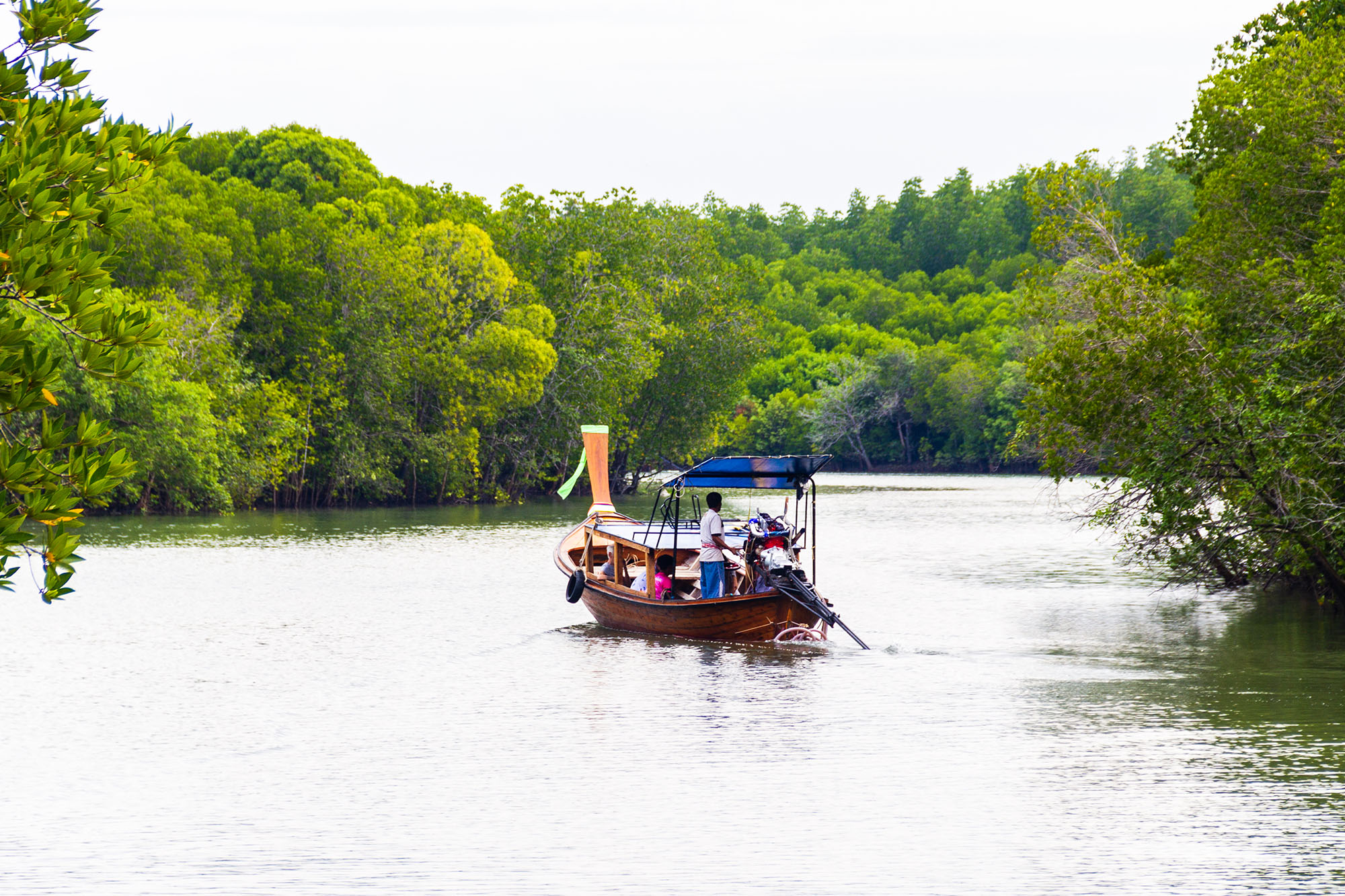 Wild Life - Thung Yee Pheng Mangrove Forest Koh Lanta Island Krabi thung yee pheng Thung Yee Pheng Mangrove Forest Koh Lanta Island Krabi Thung Yee Pheng One day Tour 03